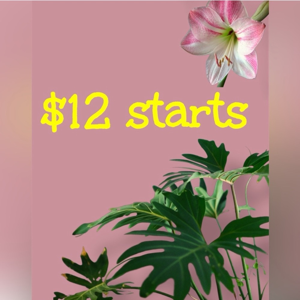 $12 Starts For Live Show